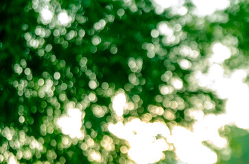 Bokeh background from nature leaves and sunny light out of focus