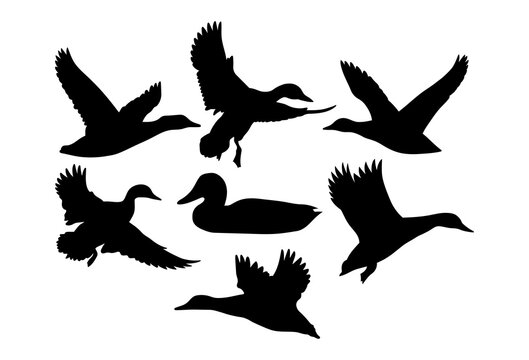Duck flying, swimming. Template for plotter lazer cutting of paper, wood.
