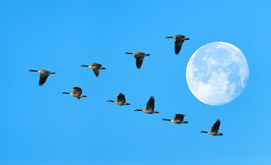 Migrating birds fly in a V Formation Full moon on Background