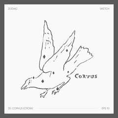 Illustration of astrological zodiac Corvus Crow
