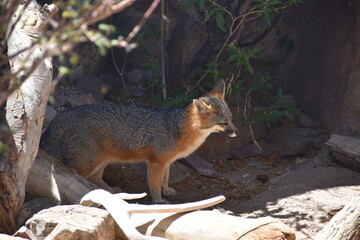 Naklejka na ściany i meble red fox standing on ground