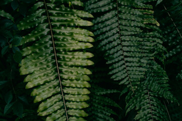 green fern leaf, dark nature background