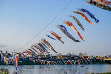 Koinobori or Carp streamers over Kitakami River at Tenshochi Park,Kitakami,Iwate,Tohoku,Japan.