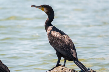 Great cormorant, Phalacrocorax carbo, standing on a stone on the sea shore.