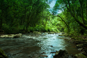 view of a beautiful stream passing through the forest