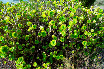 Aeonium Balsamiferum Plant in the Wild