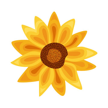 yellow sunflower exotic