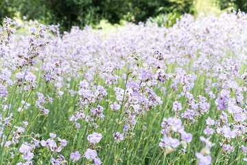 Naklejka premium Beautiful violet Murdannia giganteum flowers blooming in the fields in Prachinburi Province,Thailand.(selective focus)