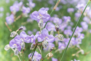 Close-up of beautiful violet Murdannia giganteum flowers blooming in the fields in Prachinburi Province,Thailand.(selective focus)