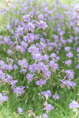Close-up of beautiful violet Murdannia giganteum flowers blooming in the fields in Prachinburi Province,Thailand.(selective focus)