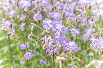 Close-up of beautiful violet Murdannia giganteum flowers blooming in the fields in Prachinburi Province,Thailand.(selective focus)