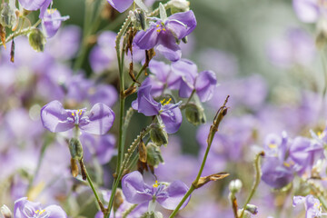 Close-up of beautiful violet Murdannia giganteum flowers blooming in the fields in Prachinburi Province,Thailand.(selective focus)