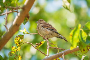 Common Linnet juvenile, Linaria cannabina, sits on tree branch