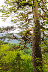 Summer, subalpine meadows and panoramic platforms, green grasses and flowering plants.