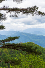 Fototapeta premium Summer, subalpine meadows and panoramic platforms, green grasses and flowering plants.