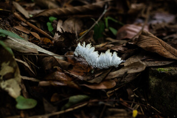 White worm lives in the forest of Nan Province, Thailand