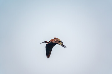 A graceful water bird glossy ibis, latin name Plegadis falcinellus, flying in blue sky