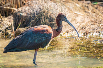 The glossy ibis, latin name Plegadis falcinellus, searching for food in the shallow lagoon.