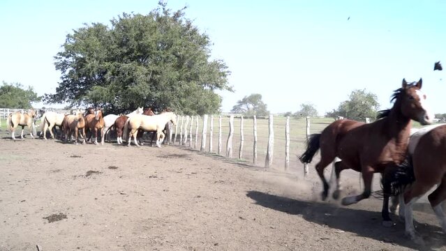 Wild Horses Running