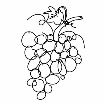 grape doodle hand grawing grap fruit with branch and leaf