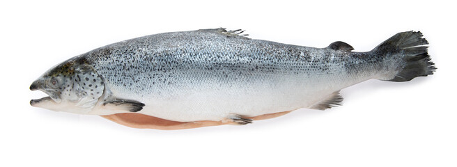 Atlantic Salmon salar. Isolated on a white studio background.