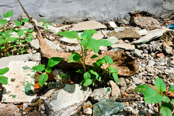 a wild plant that grows from behind dry leaves, and around stone and ceramic debris