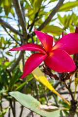 pink blooming faringapani flowers with yellow spots in the middle of it