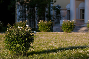 Naklejka premium Banner. Delicate white peonies bloom in the park. Flowers at sunset. Radiance from the sun. Close-up. Beautiful bokeh in the background.