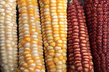 variety of corn colors Guatemala