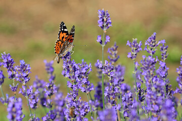 Orange and Black butterfly called VANESSA CARDUI or Painted Lady on the lavender flowers