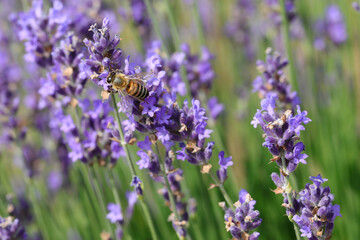 bee sucks the sweet nectar from the fragrant lavender flowers in the garden in summer