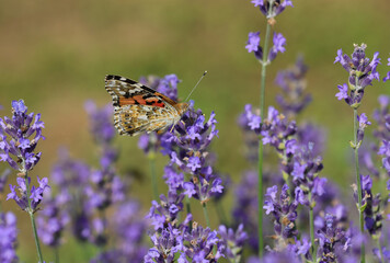 butterfly called VANESSA CARDUI or Painted Lady on the lavender flowers
