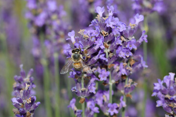 Bee on the lavender flowers to suck out the sweet nectar in summer