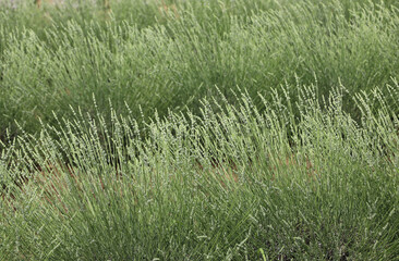 fragrant lavender  in the field for the production of essential oil
