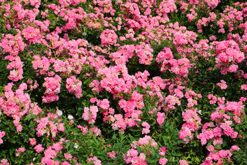Background of Roses flowers in spring