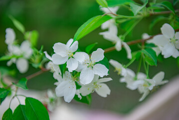 white apple blossoms in the park. High quality photo