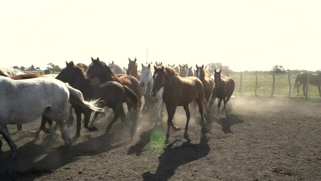 A herd of wild  horses running