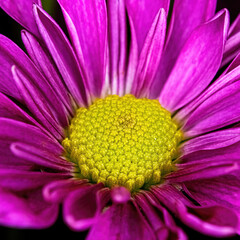 A close up view of a pompom center