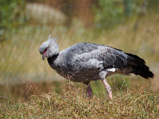 The southern screamer (Chauna torquata), also known as the crested screamer, walking on grass and belonging to the order Anseriformes    