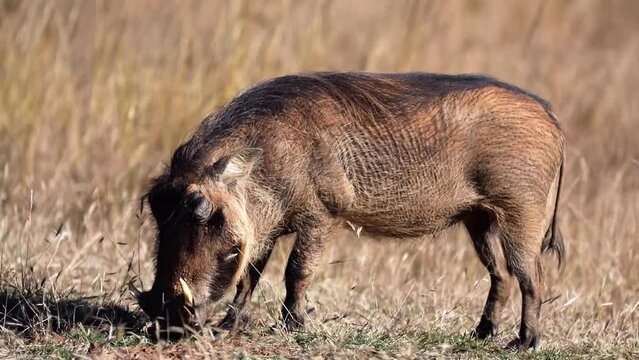 Warthog eating in the African savannah grasslands of the Pilanesberg National Park in South Africa, this animal, also known as pumbaa, is one of the stars of African safaris.