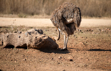 Ostrich living in the wildlife of the African savannah of South Africa, is one of the fastest herbivorous animals in Africa.