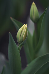 tulip buds with fresh green leaves close-up on a blurry background, vertical image