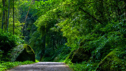 Obraz premium Taiwan, Xitou, forest, protected area, forest trail