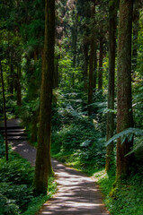 Obraz premium Taiwan, Xitou, forest, protected area, forest trail