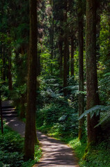 Fototapeta premium Taiwan, Xitou, forest, protected area, forest trail
