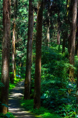 Fototapeta premium Taiwan, Xitou, forest, protected area, forest trail