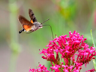 Closeup of Hummingbird Hawk-moth butterfly (Macroglossum stellatarum) feeding of red valerian flowers (Centranthus ruber) in flight. Its a species of hawk moth found across temperate regions of Eurasi