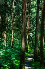Taiwan, Xitou, forest, protected area, forest trail