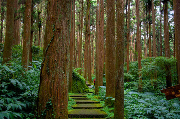 Obraz premium Taiwan, Xitou, forest, protected area, forest trail