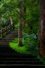 Taiwan, Xitou, forest, protected area, forest trail